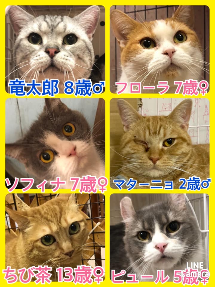 🐾今日の里親様募集中ニャンコ🐱メンバーです🐾2021,5,19